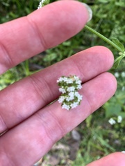 Valerianella