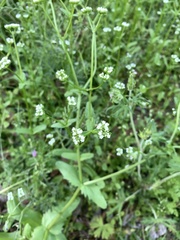 Valerianella