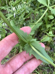 Valerianella