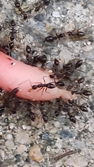 Paratrechina longicornis