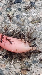 Paratrechina longicornis