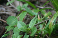 Vehilius stictomenes