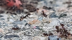 Paratrechina longicornis