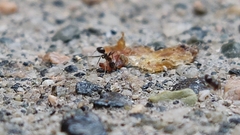 Paratrechina longicornis