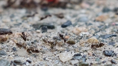 Paratrechina longicornis