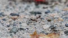 Paratrechina longicornis