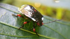 Chinavia erythrocnemis