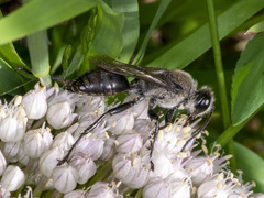 Sphex bilobatus