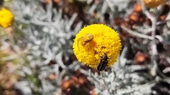 Astylus vittaticollis