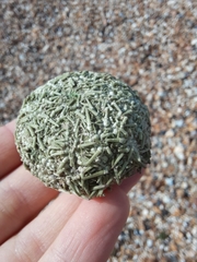 Psammechinus miliaris