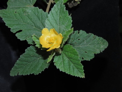 Sida hirsutissima