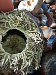 Psammechinus miliaris