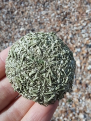 Psammechinus miliaris