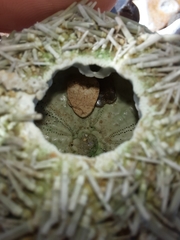 Psammechinus miliaris