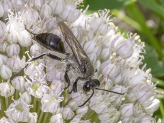 Sphex bilobatus