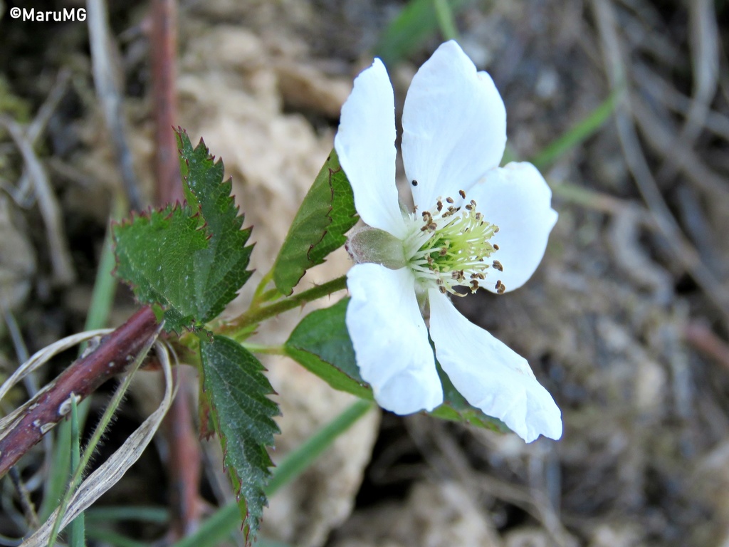 Trailing blackberry