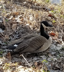 Branta canadensis