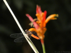 Libellula herculea