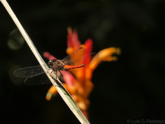 Libellula herculea