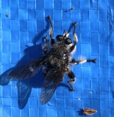 Laphria cinerea