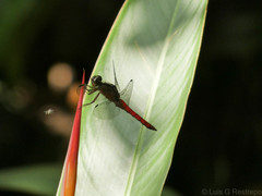 Libellula herculea