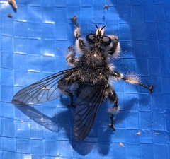 Laphria cinerea