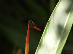Libellula herculea