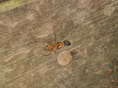 Camponotus amoris