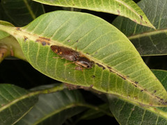 Conoderus semimarginatus