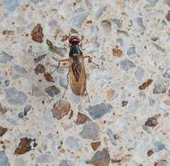 Tanypezidae