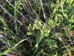 Festuca paradoxa