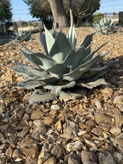 Agave ovatifolia