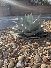 Agave ovatifolia