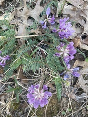 Astragalus crassicarpus