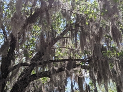 Tillandsia usneoides