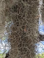 Tillandsia usneoides