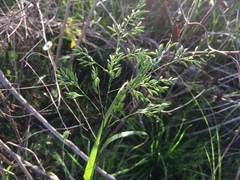 Festuca paradoxa