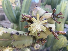 Myrtillocactus