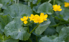 Caltha palustris