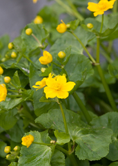 Caltha palustris