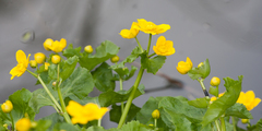 Caltha palustris