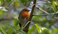 Erithacus rubecula