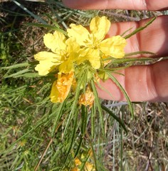 Oenothera berlandieri pinifolia