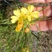 Oenothera berlandieri pinifolia - Photo (c) Bob O'Kennon, some rights reserved (CC BY-NC), uploaded by Bob O'Kennon
