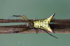 Micrathena crassispina