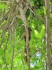 Callosciurus finlaysonii