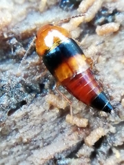 Tachyporus obtusus