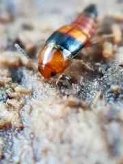 Tachyporus obtusus