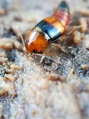 Tachyporus obtusus