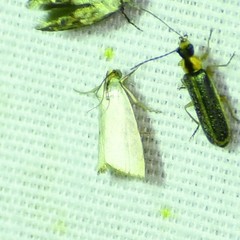 Argyria gonogramma
